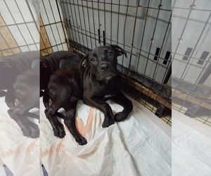 Mutt Dogs for adoption in El Centro, CA, USA