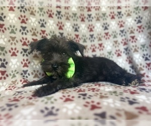 Schnauzer (Miniature) Puppy for sale in LAKELAND, FL, USA