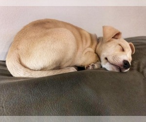 Border Terrier-Schnauzer (Standard) Mix Dogs for adoption in STATESVILLE, NC, USA