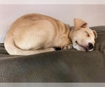 Small Border Terrier-Schnauzer (Standard) Mix