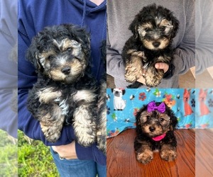 YorkiePoo Puppy for sale in BELDING, MI, USA