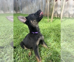 Medium German Shepherd Dog
