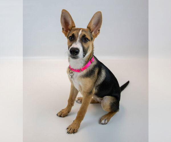Medium Photo #7 Mutt Puppy For Sale in Kennesaw, GA, USA