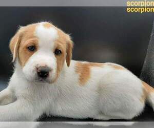 Australian Shepherd-Lab-Pointer Mix Puppy for sale in MILLVILLE, MN, USA