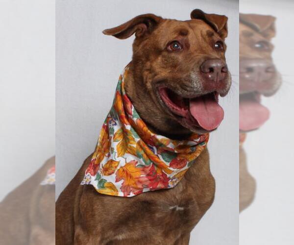 Medium Photo #2 Mastador Puppy For Sale in Burbank, CA, USA