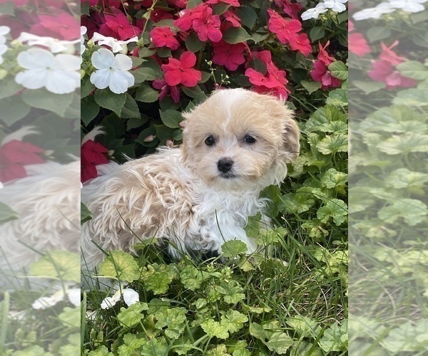 Medium Photo #6 Havanese Puppy For Sale in CANOGA, NY, USA