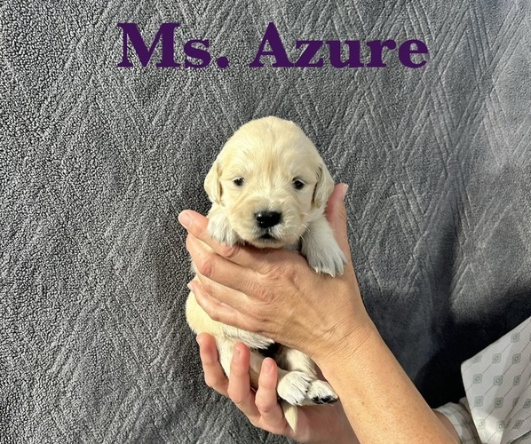 Medium Photo #8 English Cream Golden Retriever Puppy For Sale in ELLENSBURG, WA, USA