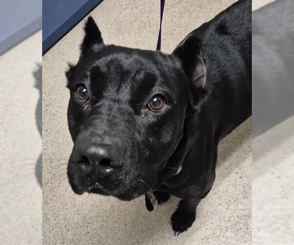 Medium Photo #1 Mutt Puppy For Sale in Bakersfield, CA, USA