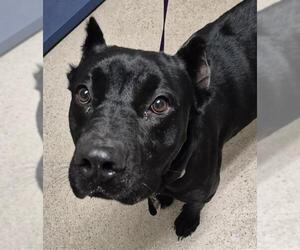 Mutt Dogs for adoption in Bakersfield, CA, USA