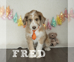 Image preview for Ad Listing. Nickname: Litter of 4