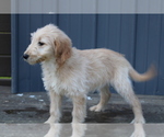 Small Photo #7 Goldendoodle Puppy For Sale in BLOOMINGTON, IN, USA