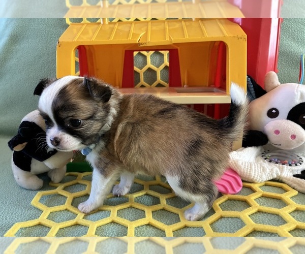 Medium Photo #3 Chihuahua Puppy For Sale in NEWVILLE, PA, USA