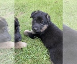 Small Photo #20 German Shepherd Dog Puppy For Sale in BOERNE, TX, USA