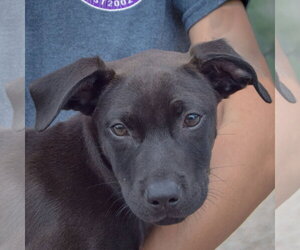 American Staffordshire Terrier-Unknown Mix Dogs for adoption in Huntley, IL, USA