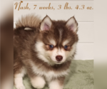 Small Photo #11 Pomsky Puppy For Sale in RAMONA, CA, USA