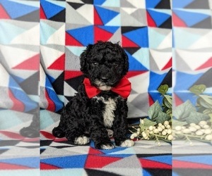 Miniature Bernedoodle Puppy for sale in GLEN ROCK, PA, USA
