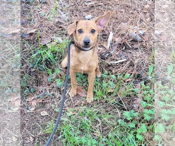 Medium Photo #2 Mutt Puppy For Sale in Shelburne, VT, USA