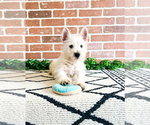 Small West Highland White Terrier