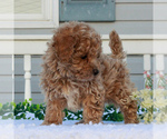 Small Photo #3 Poochon Puppy For Sale in GAP, PA, USA