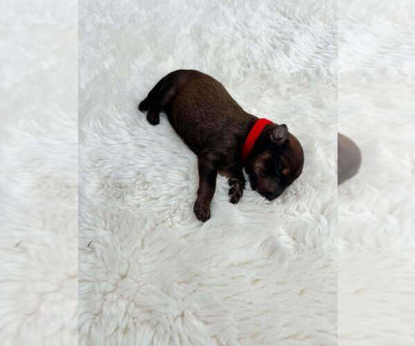 Medium Photo #1 Mutt Puppy For Sale in Imlay City, MI, USA