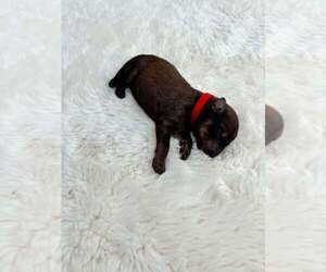 Mutt Dogs for adoption in Imlay City, MI, USA