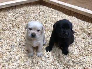 Labrador Retriever Puppy for sale in MARBLE FALLS, TX, USA