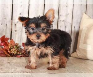 Yorkshire Terrier Puppy for sale in MOUNT VERNON, OH, USA