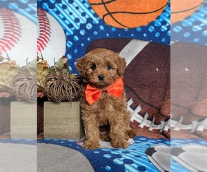 Cavapoo Puppy for sale in STEWARTSTOWN, PA, USA