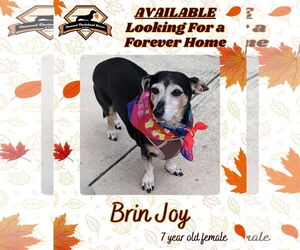 Dachshund Dogs for adoption in San Antonio, TX, USA