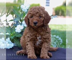 Goldendoodle (Miniature) Puppy for sale in EAST EARL, PA, USA
