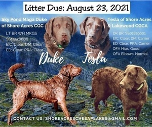 Father of the Chesapeake Bay Retriever puppies born on 08/23/2021