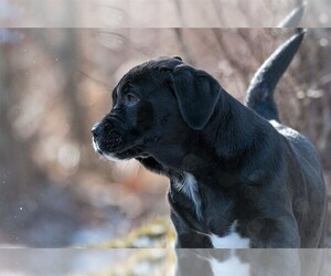 Golden Retriever-Olde English Bulldogge Mix Puppy for sale in ROWLEY, MA, USA
