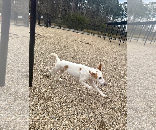 Medium Photo #2 Mutt Puppy For Sale in Hilton Head, SC, USA