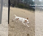 Small #1 Mutt