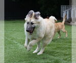 Small #1 German Shepherd Dog Mix