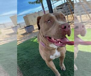 American Bandogge mastiff Dogs for adoption in HESPERIA, CA, USA