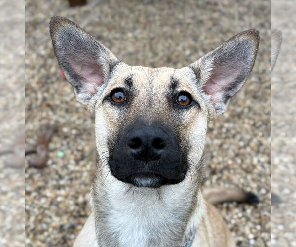 Medium Photo #1 Mutt Puppy For Sale in Jefferson, WI, USA