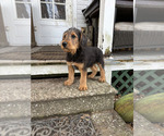 Small #6 Airedale Terrier