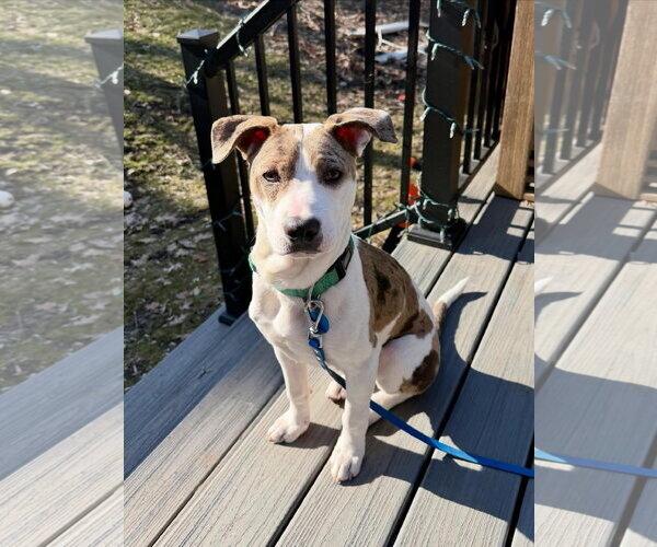 Medium Photo #2 American Pit Bull Terrier-Catahoula Leopard Dog Mix Puppy For Sale in St. Louis Park, MN, USA