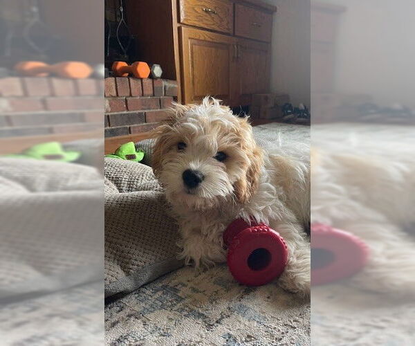 Medium Photo #1 Cavalier King Charles Spaniel Puppy For Sale in Wheaton, IL, USA