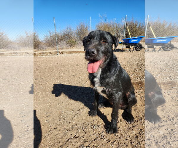 Medium Photo #1 Airedale Terrier-GIANT SCHNAUZER  Mix Puppy For Sale in Marina Del Rey, CA, USA