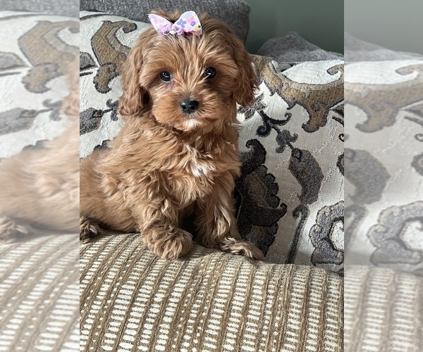Medium Photo #2 Cavapoo (Miniature) Puppy For Sale in RICHMOND, IL, USA