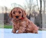 Small Photo #3 Goldendoodle-Poodle (Miniature) Mix Puppy For Sale in NARVON, PA, USA