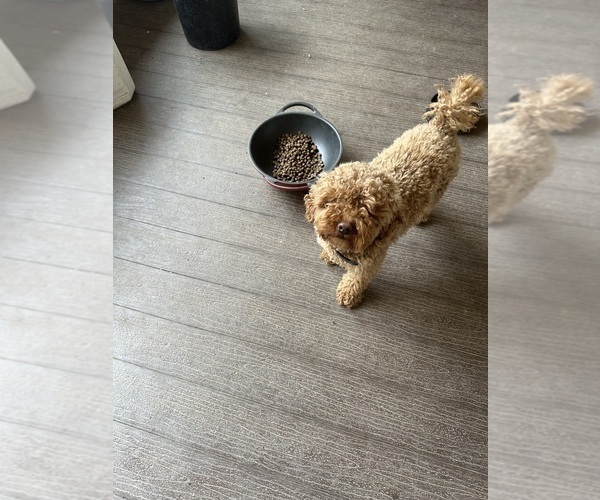 Medium Photo #1 Poochon Puppy For Sale in MOUNT PLEASANT, TX, USA