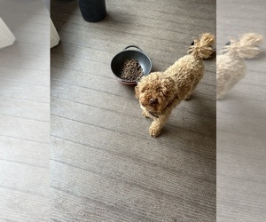Father of the Poochon puppies born on 07/06/2025