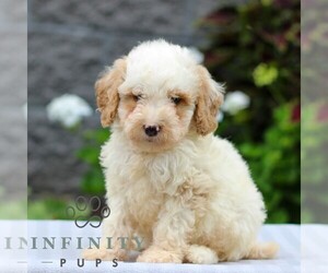 Poodle (Miniature) Puppy for sale in LEOLA, PA, USA