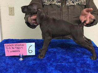 German Shorthaired Pointer Puppy for sale in WOODINVILLE, WA, USA