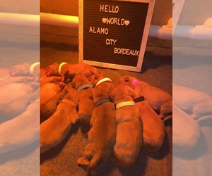 Dogue de Bordeaux Puppy for sale in LAKE CITY, TX, USA