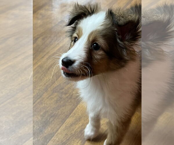 Medium Photo #4 Mutt Puppy For Sale in Columbus, OH, USA