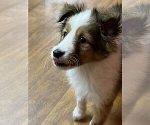 AJai - Female Mutt Dog for Adoption - Photo #4